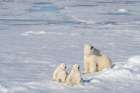 Norway, Svalbard. Polar bear mother and cubs on pack ice in Arctic Ocean. Art Print